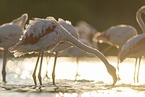 greater flamingo