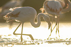 greater flamingo