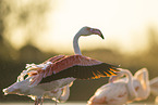 greater flamingo