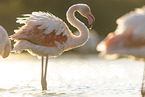 greater flamingo