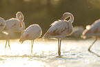 greater flamingo