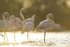greater flamingo