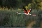 greater flamingo