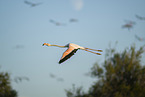 greater flamingo