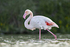greater flamingo
