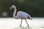 greater flamingo