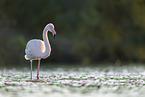 greater flamingo