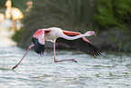 greater flamingo