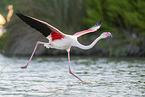 greater flamingo