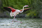greater flamingo
