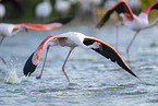 greater flamingo