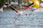 greater flamingo