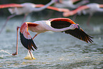 greater flamingo