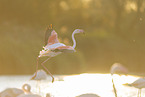 greater flamingo