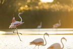greater flamingo