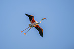 greater flamingo