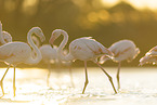 greater flamingo
