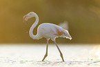 greater flamingo