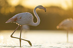greater flamingo