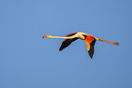 greater flamingo