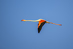 greater flamingo