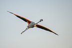 greater flamingo