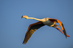 greater flamingo