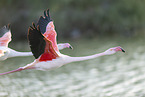 greater flamingo