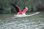 greater flamingo