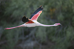 greater flamingo
