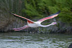 greater flamingo
