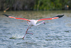 greater flamingo