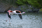 greater flamingo