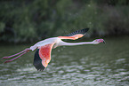 greater flamingo