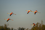 greater flamingo