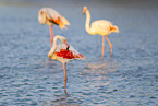 greater flamingo