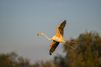 greater flamingo