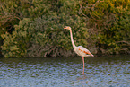 greater flamingo