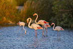 greater flamingo