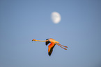 greater flamingo
