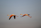 greater flamingo