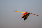 greater flamingo