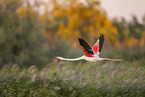 greater flamingo