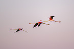 greater flamingo