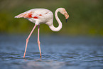greater flamingo