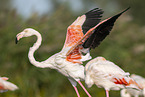 greater flamingo