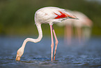 greater flamingo