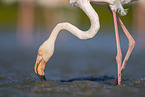 greater flamingo