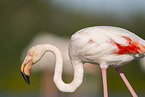 greater flamingo