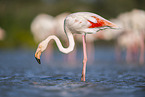 greater flamingo